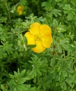 Future Forests Shrubs Potentilla Fruticosa Yellow
