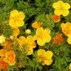 Future Forests Shrubs Potentilla Fruticosa Tangerine