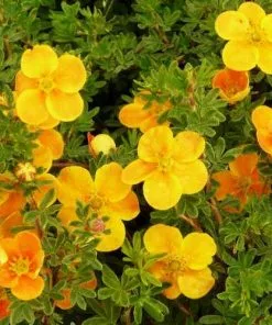 Future Forests Shrubs Potentilla Fruticosa Tangerine