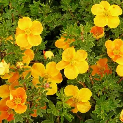 Future Forests Shrubs Potentilla Fruticosa Tangerine 3 Future Forests Shrubs Potentilla Fruticosa Tangerine