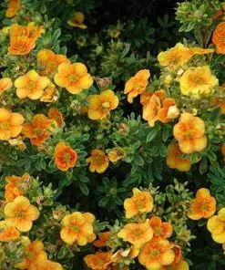 Future Forests Shrubs Potentilla Fruticosa Tangerine 12 Future Forests Shrubs Potentilla Fruticosa Tangerine