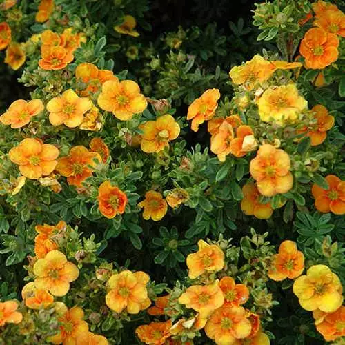 Future Forests Shrubs Potentilla Fruticosa Tangerine 7 Future Forests Shrubs Potentilla Fruticosa Tangerine
