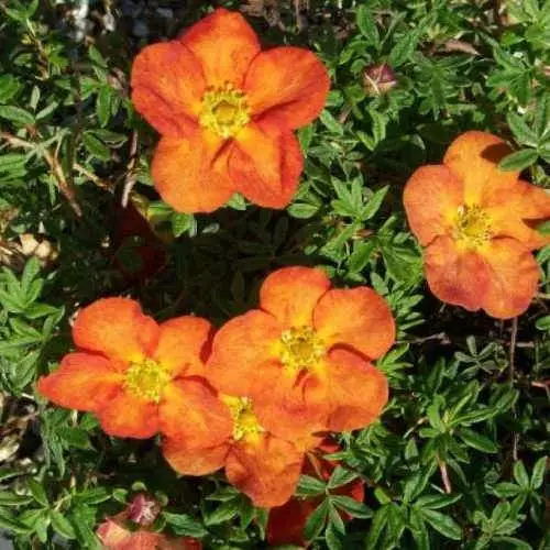 Future Forests Shrubs Potentilla Fruticosa Tangerine 8 Future Forests Shrubs Potentilla Fruticosa Tangerine