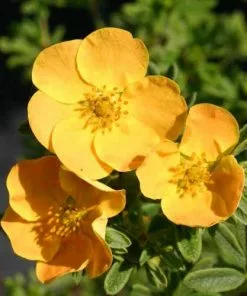 Future Forests Shrubs Potentilla Fruticosa Tangerine