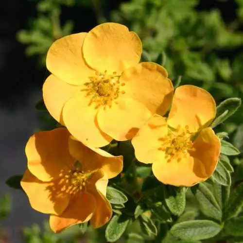 Future Forests Shrubs Potentilla Fruticosa Tangerine 4 Future Forests Shrubs Potentilla Fruticosa Tangerine