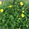 Future Forests Shrubs Potentilla Fruticosa Yellow 1 Future Forests Shrubs Potentilla Fruticosa Yellow