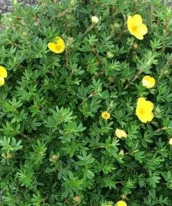 Future Forests Shrubs Potentilla Fruticosa Yellow