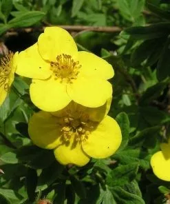 Future Forests Shrubs Potentilla Fruticosa Yellow