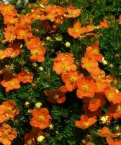 Future Forests Shrubs Potentilla Fruticosa Tangerine 10 Future Forests Shrubs Potentilla Fruticosa Tangerine