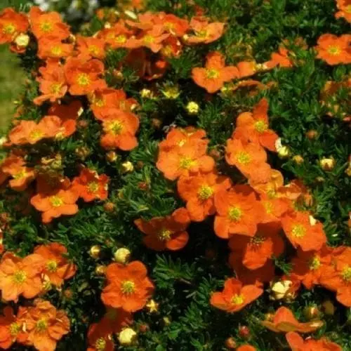 Future Forests Shrubs Potentilla Fruticosa Tangerine 5 Future Forests Shrubs Potentilla Fruticosa Tangerine