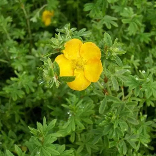 Future Forests Shrubs Potentilla Fruticosa Tangerine 6 Future Forests Shrubs Potentilla Fruticosa Tangerine
