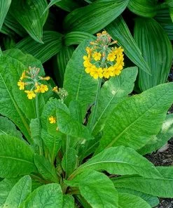 Future Forests Primula Bulleyana