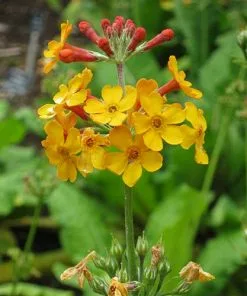 Future Forests Primula Bulleyana