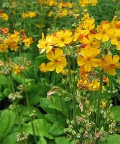 Future Forests Primula Bulleyana