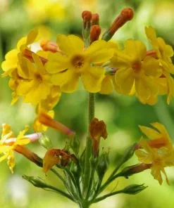 Future Forests Primula Bulleyana