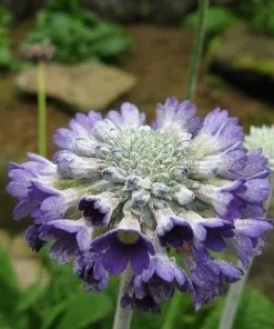 Future Forests Primula Capitata