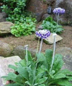 Future Forests Primula Capitata