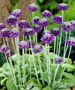 Future Forests Primula Capitata