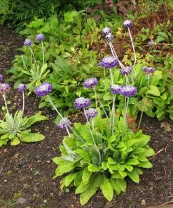 Future Forests Primula Capitata