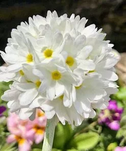 Future Forests Primula Denticulata Var. Alba More