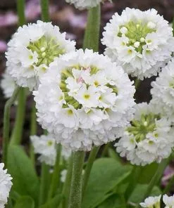 Future Forests Primula Denticulata Var. Alba More