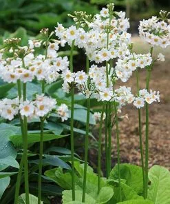 Future Forests More Primula Japonica Postford White