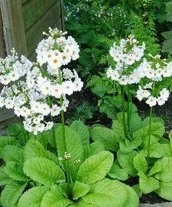 Future Forests More Primula Japonica Postford White