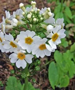 Future Forests More Primula Japonica Postford White