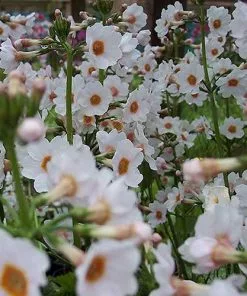 Future Forests More Primula Japonica Postford White