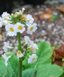 Future Forests More Primula Japonica Postford White