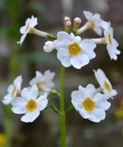 Future Forests More Primula Japonica Postford White