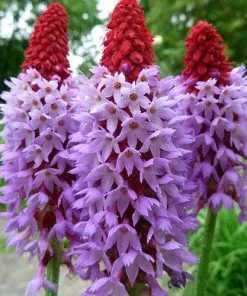 Future Forests Primula Vialii
