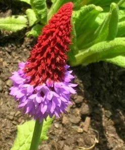 Future Forests Primula Vialii