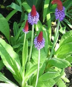Future Forests Primula Vialii