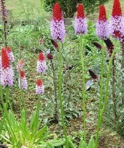 Future Forests Primula Vialii