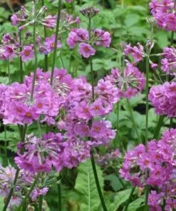 Future Forests Primula Beesiana AGM