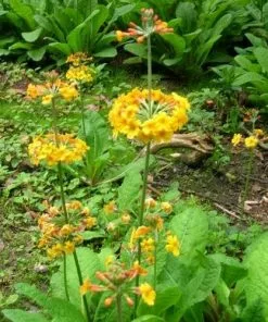 Future Forests Primula X Bulleesiana
