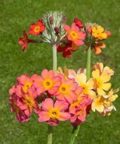 Future Forests Primula X Bulleesiana