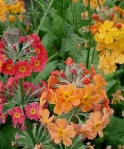 Future Forests Primula X Bulleesiana