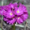 Future Forests Primula Denticulata Ruby All Perennials
