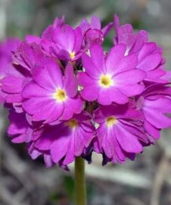 Future Forests Primula Denticulata Ruby All Perennials