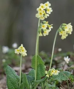 Future Forests Primula Elatior - Oxslip More