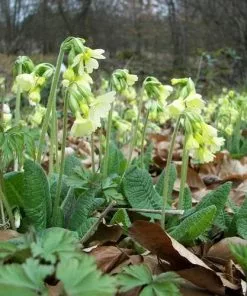 Future Forests Primula Elatior - Oxslip More