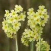 Future Forests Primula Elatior - Oxslip More