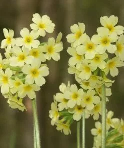 Future Forests Primula Elatior - Oxslip More