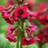 Future Forests Primula Japonica Miller's Crimson AGM All Perennials