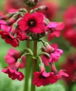 Future Forests Primula Japonica Miller's Crimson AGM All Perennials