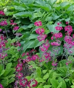 Future Forests Primula Pulverulenta AGM