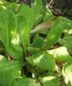Future Forests Primula Pulverulenta AGM