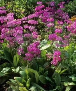Future Forests Primula Pulverulenta AGM